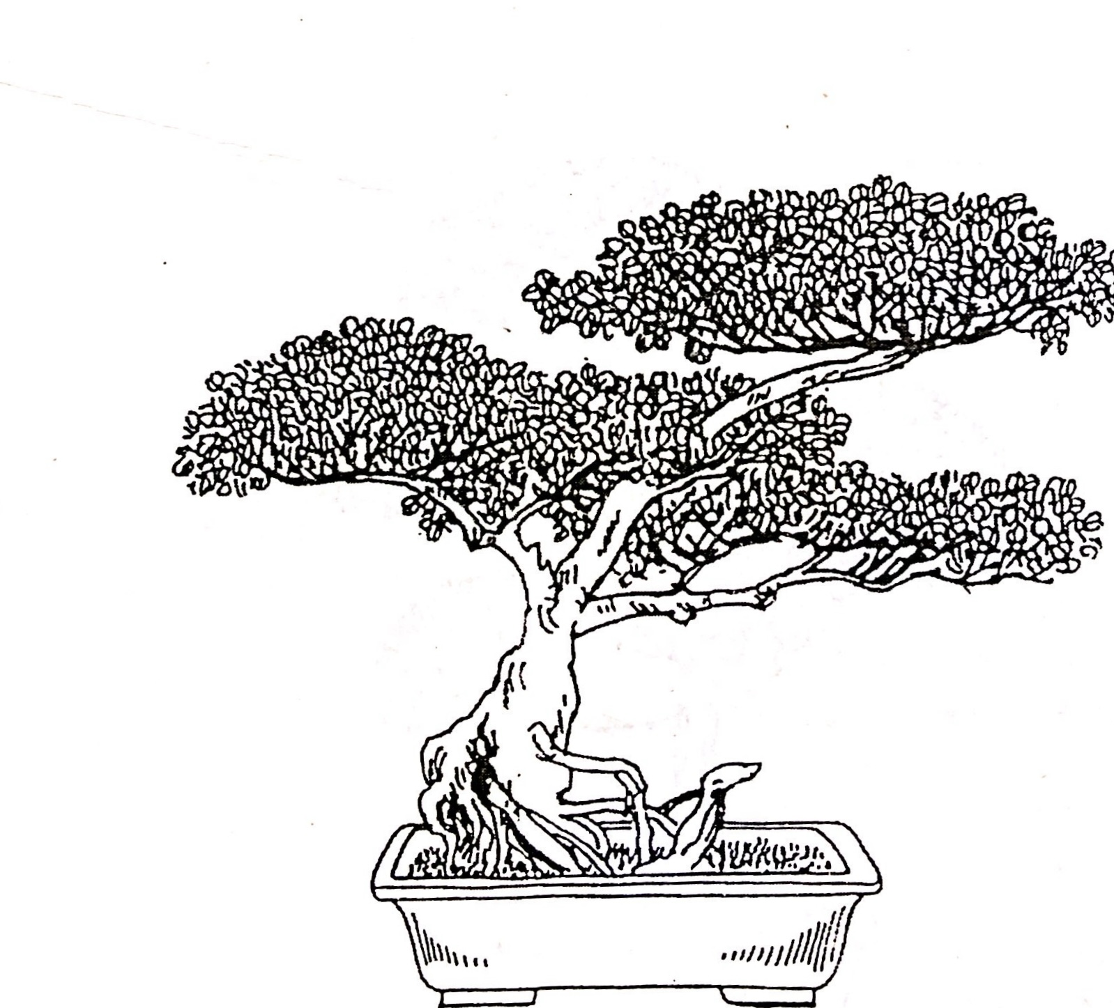 Khái quát về bồn cảnh bonsai - Trần Hợp