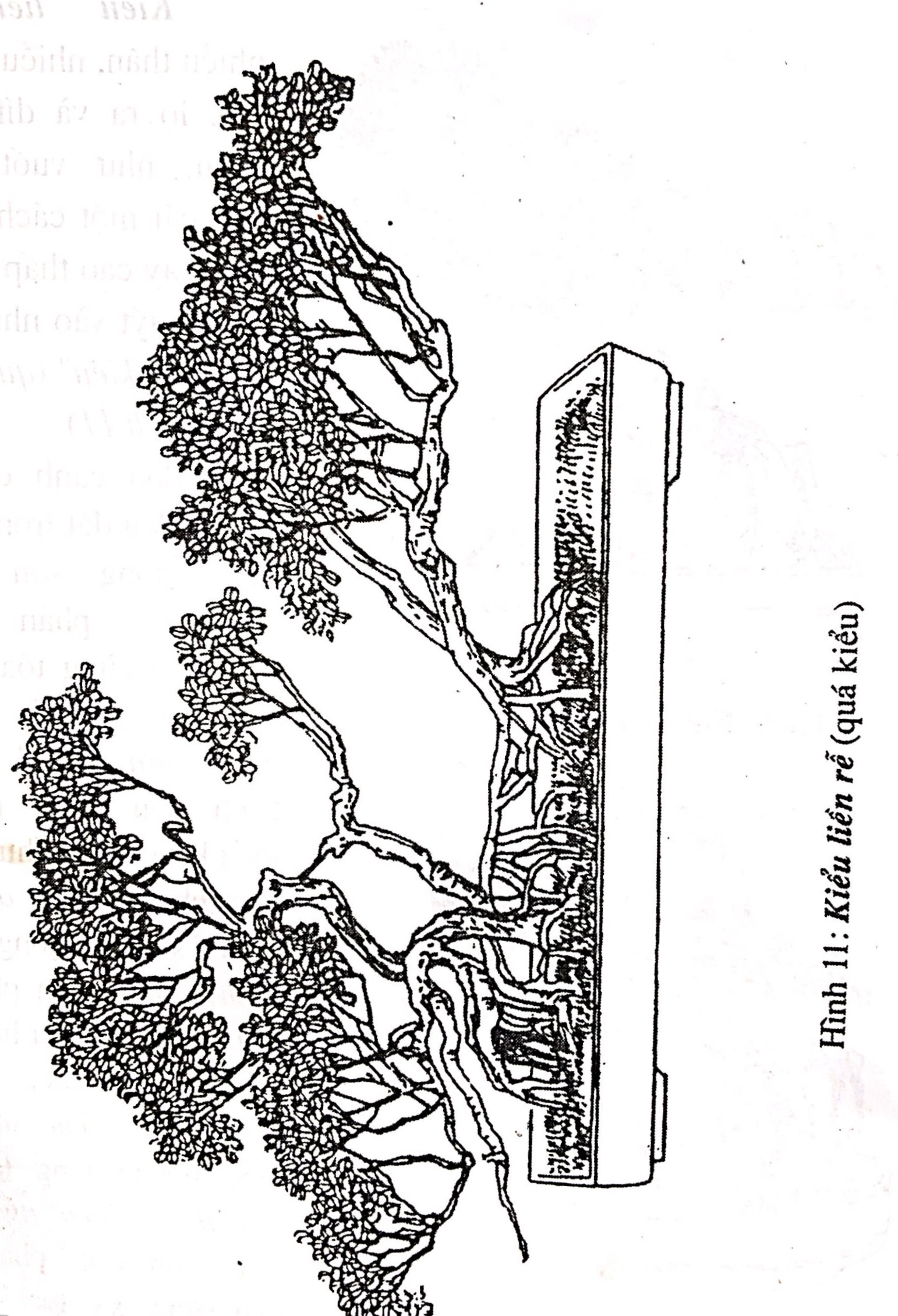 Khái quát về bồn cảnh bonsai - Trần Hợp