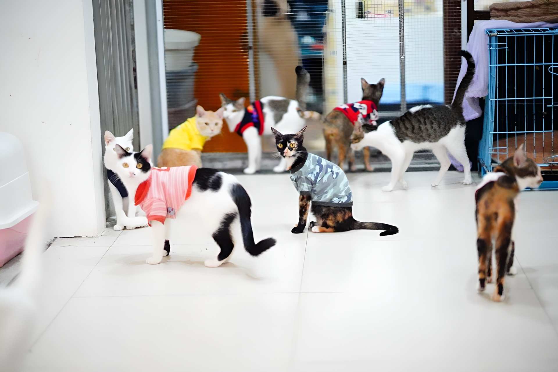Mèo đang cần nhận nuôi tại Hanoi Pet Adoption