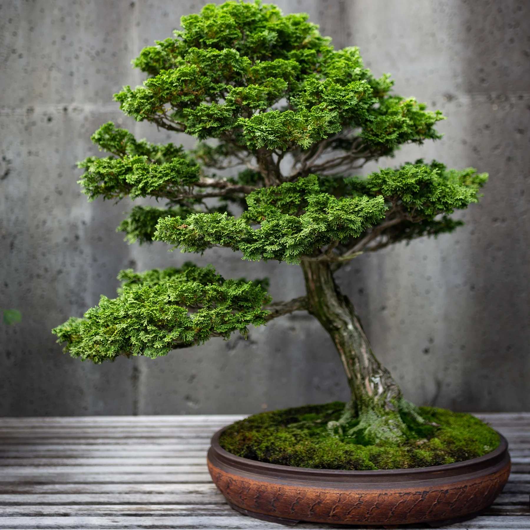 Một số loại Bonsai phổ biến - Trần Hợp