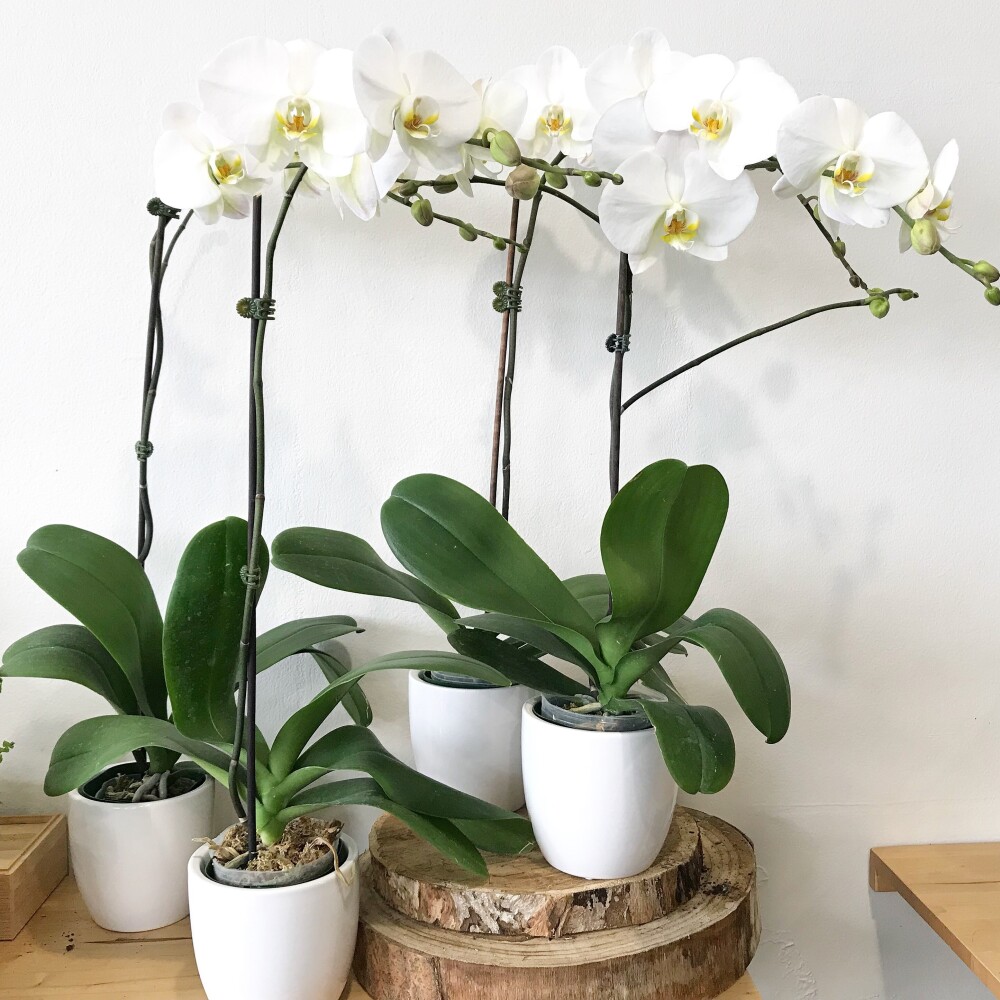 CÁCH TRỒNG CÁC LOÀI LAN THUỘC GIỐNG PHALAENOPSIS - Nguyễn Công Nghiệp