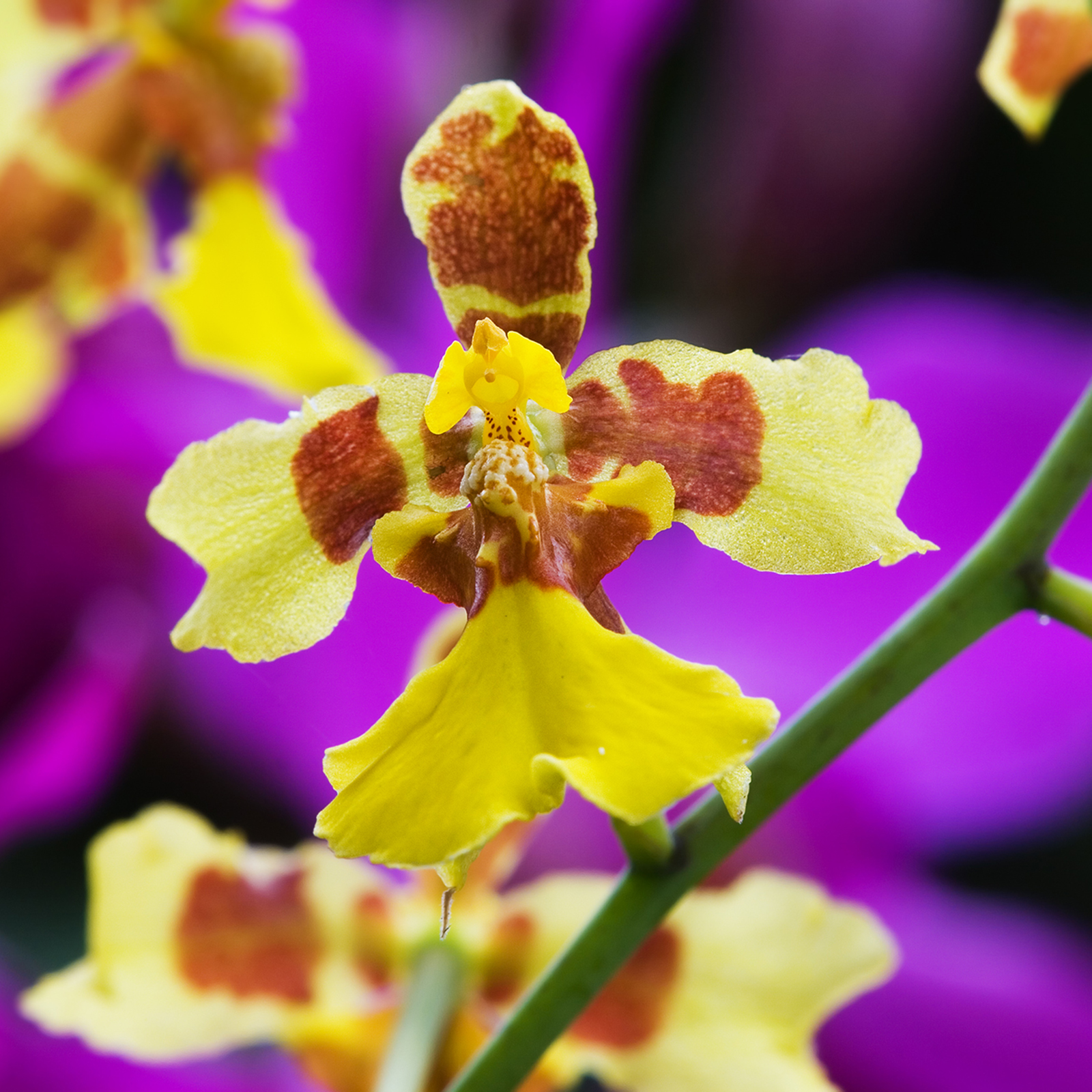 CÁCH TRỒNG CÁC LOÀI LAN THUỘC GIỐNG ONCIDIUM - Nguyễn Công Nghiệp