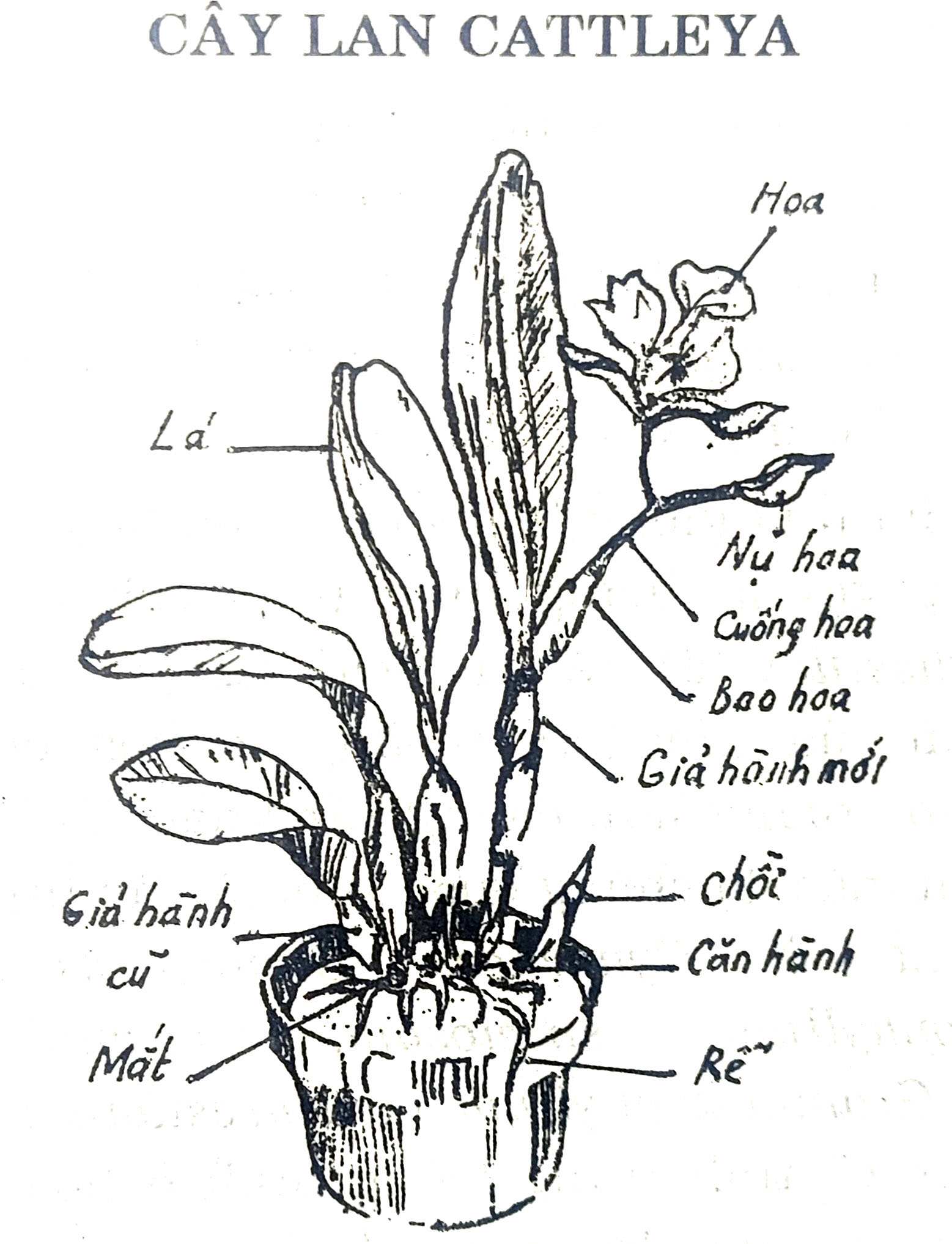 Hình 1: Cây Lan CATTLEYA