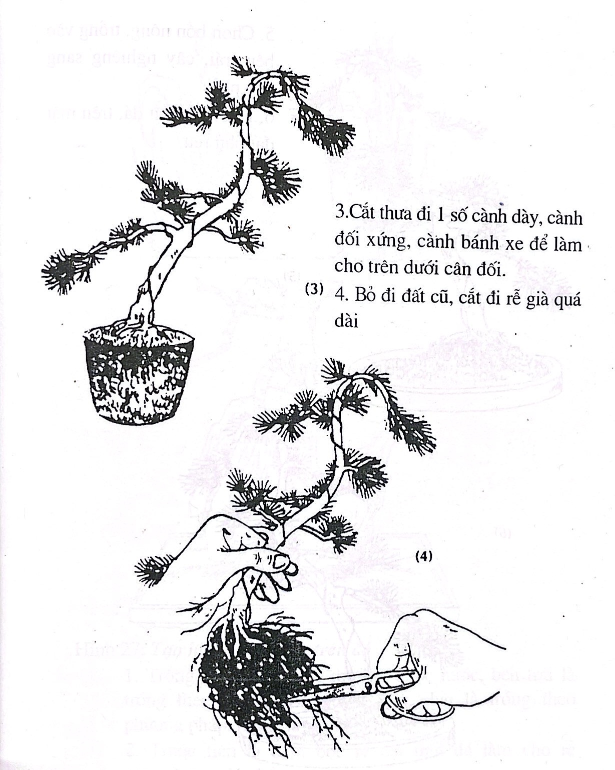 Những ví dụ thực tế về tạo hình cây cảnh bonsai - Trần Hợp