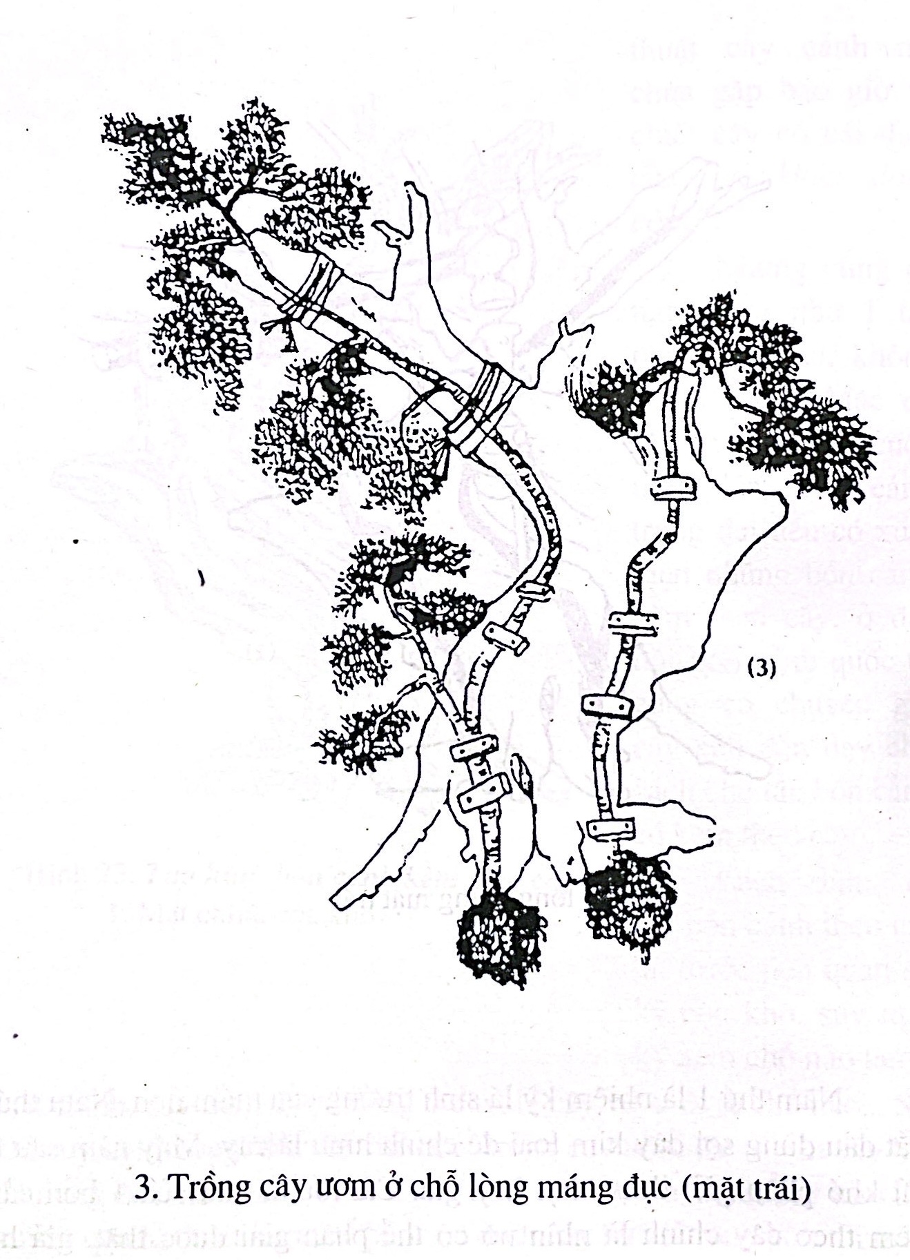 Những ví dụ thực tế về tạo hình cây cảnh bonsai - Trần Hợp