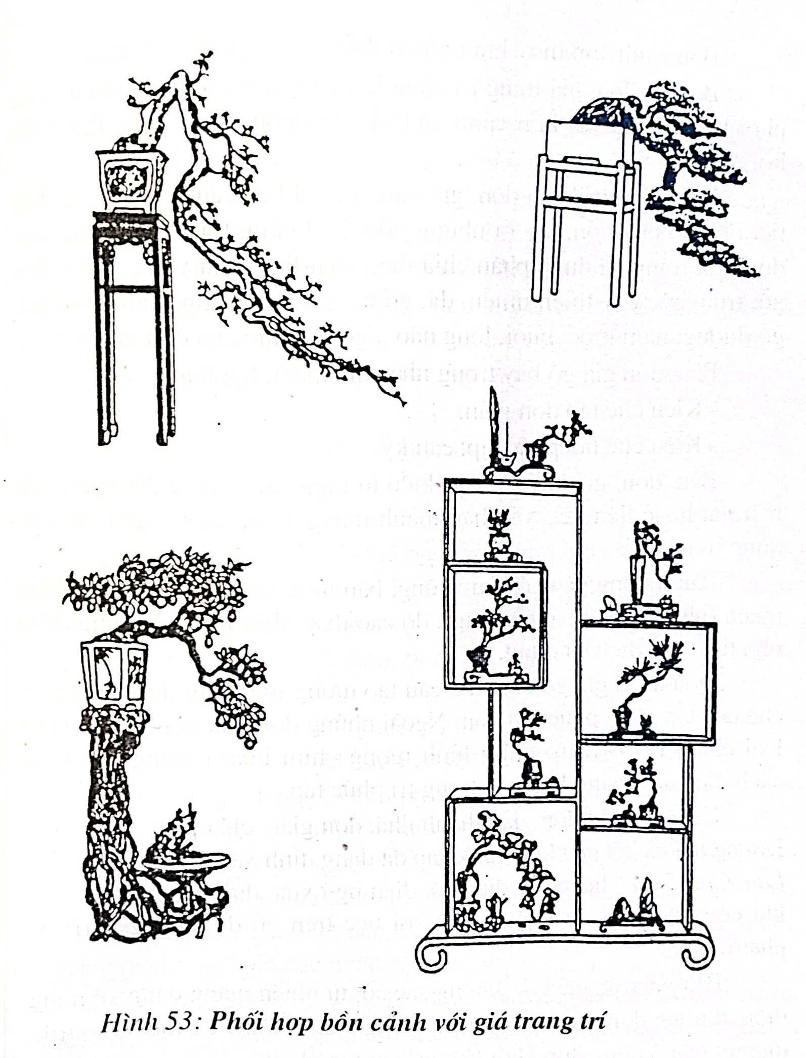 Phối hợp bồn cảnh với giá trang trí bonsai - Trần Hợp