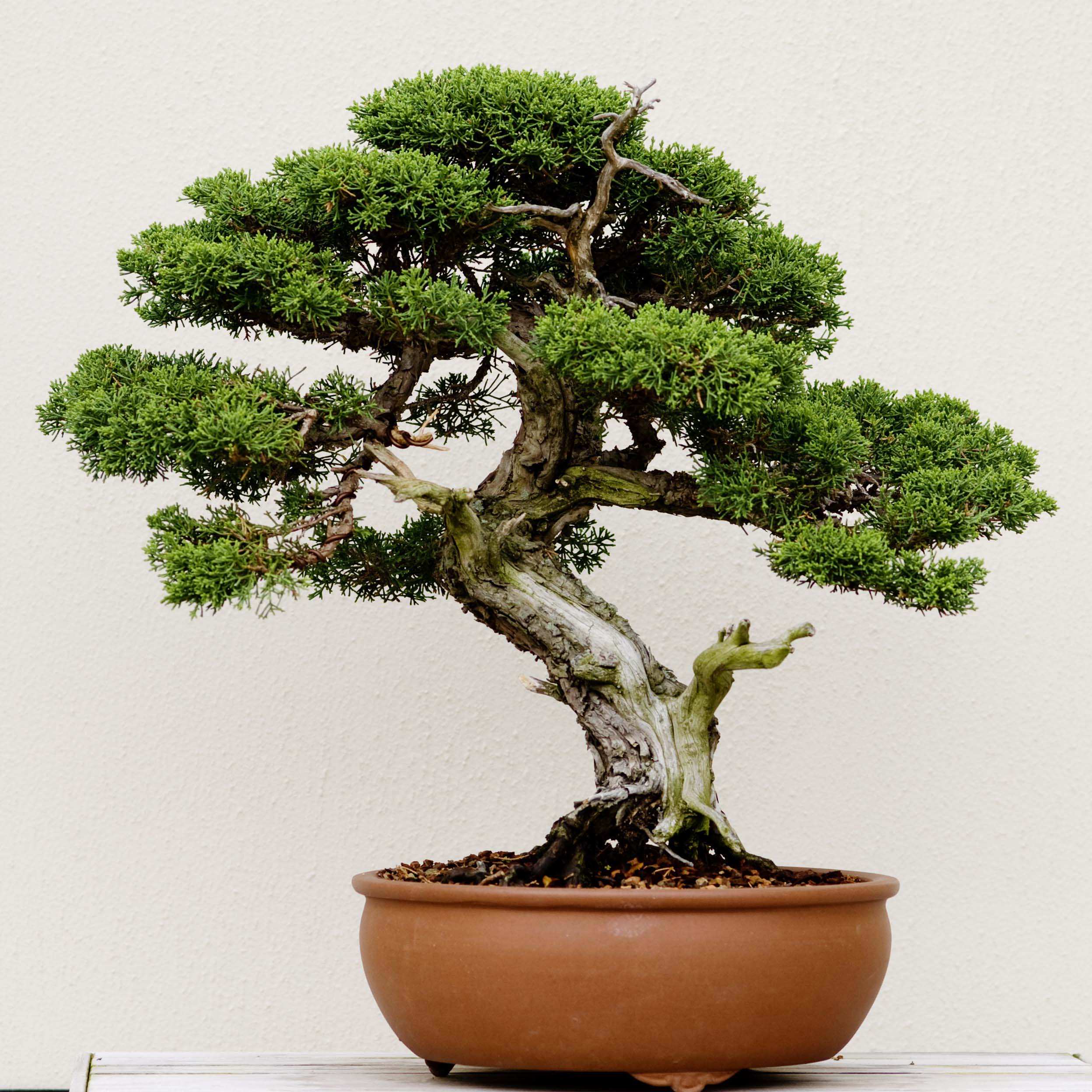 Phương pháp chuyển bồn cây cảnh bonsai - Trần Hợp