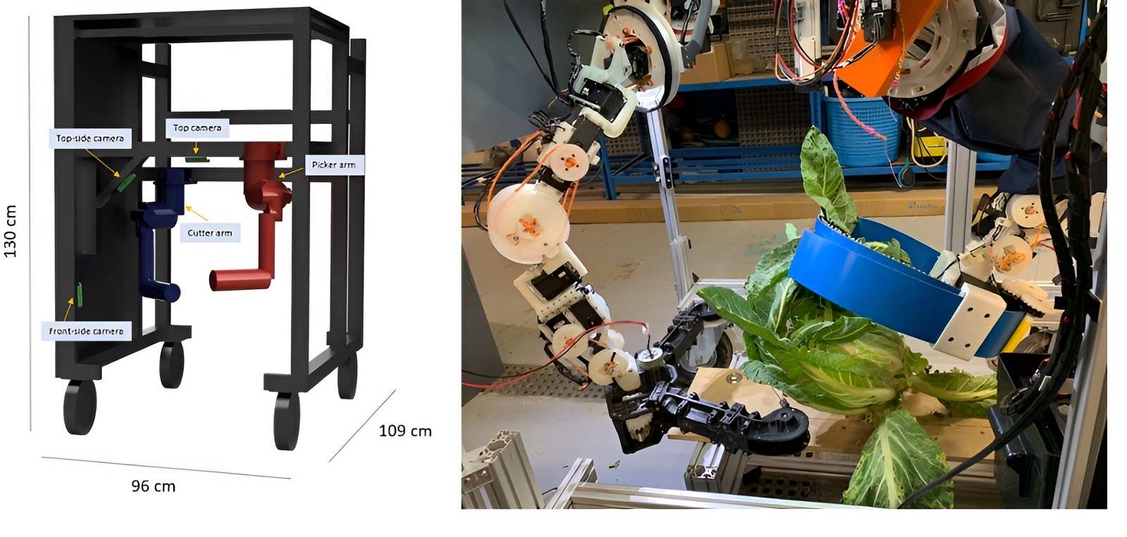 Robot thu hoạch bông cải xanh có chọn lọc
