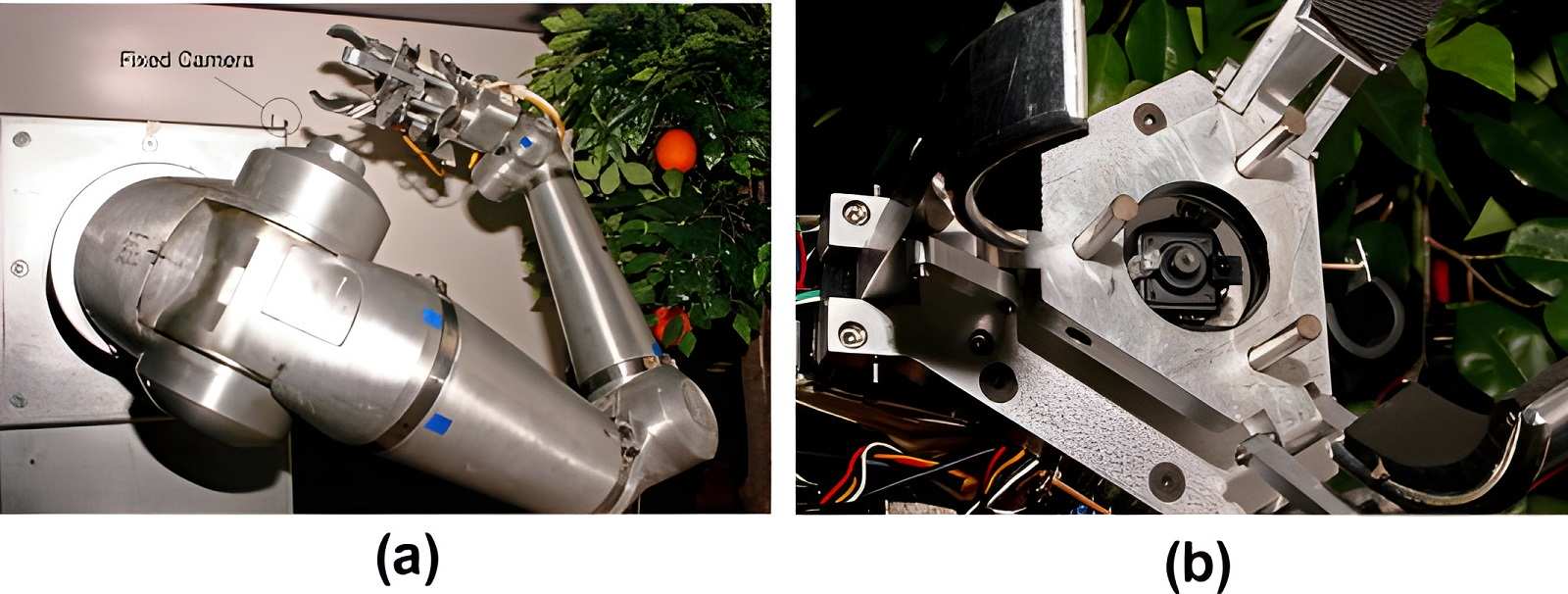 Robot thu hoạch cam có chọn lọc