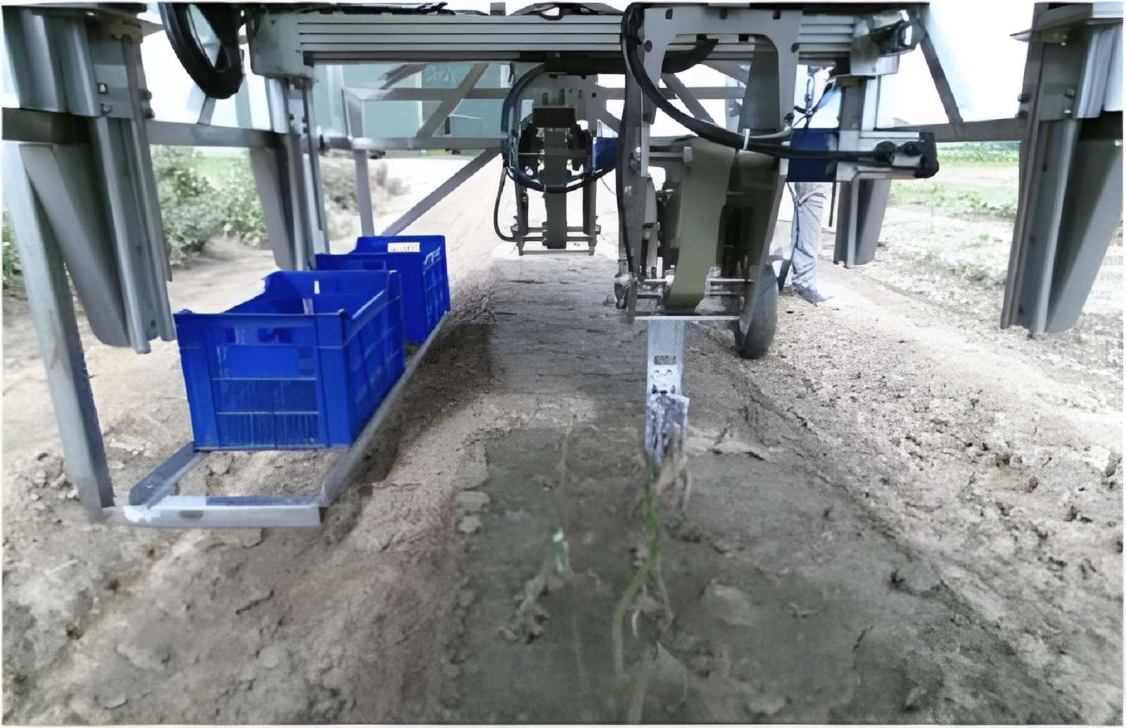Robot thu hoạch măng tây xanh