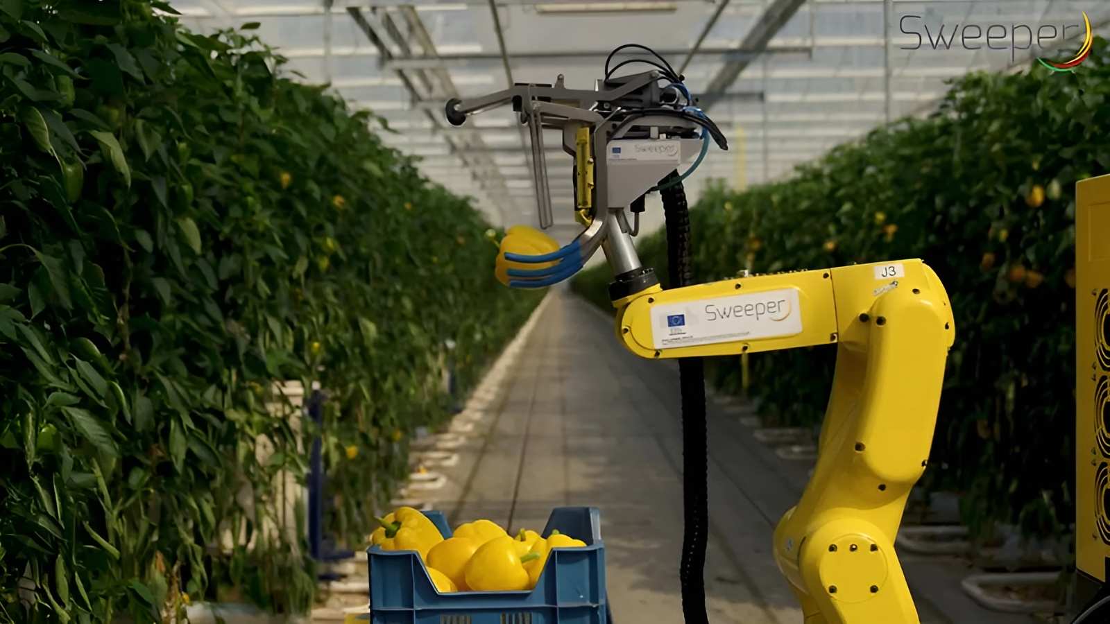 Robot thu hoạch ớt chuông có chọn lọc