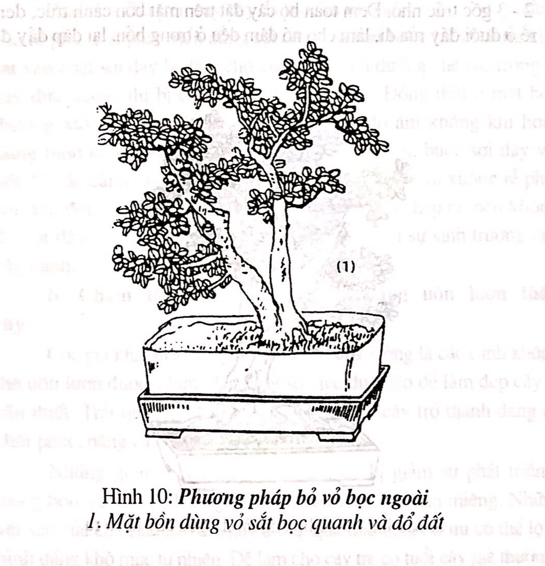 Sáng tác tạo hình bồn cây cảnh bonsai - Trần Hợp