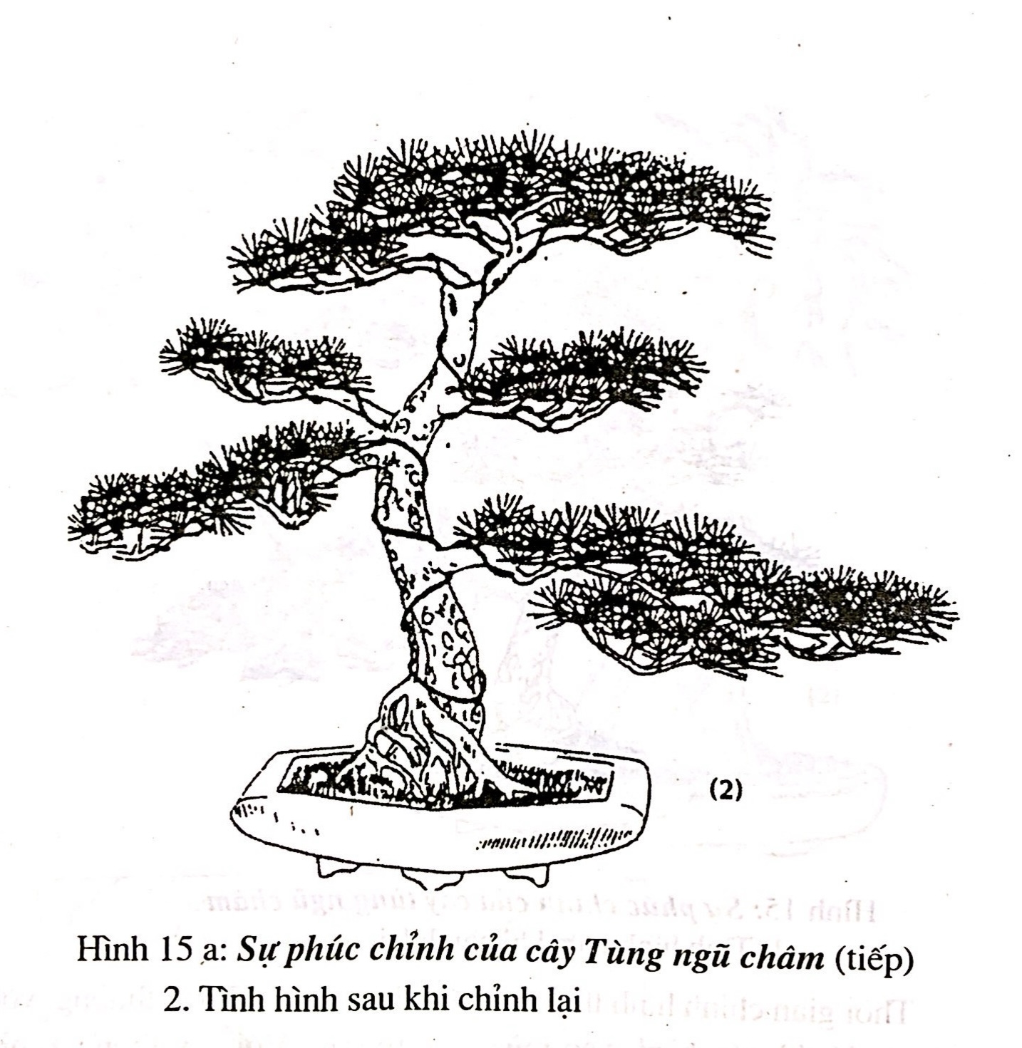 Sáng tác tạo hình bồn cây cảnh bonsai - Trần Hợp