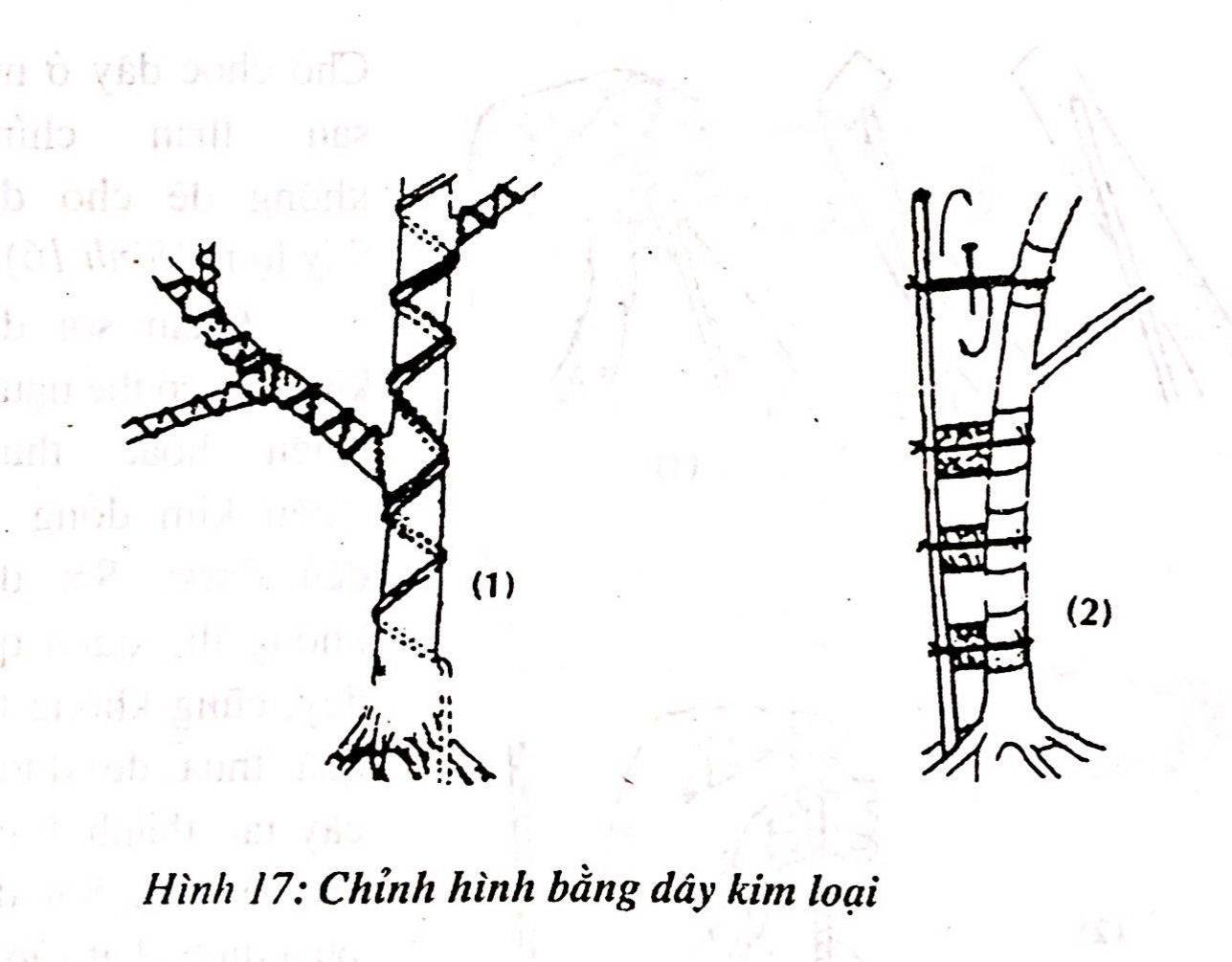 Sáng tác tạo hình bồn cây cảnh bonsai - Trần Hợp