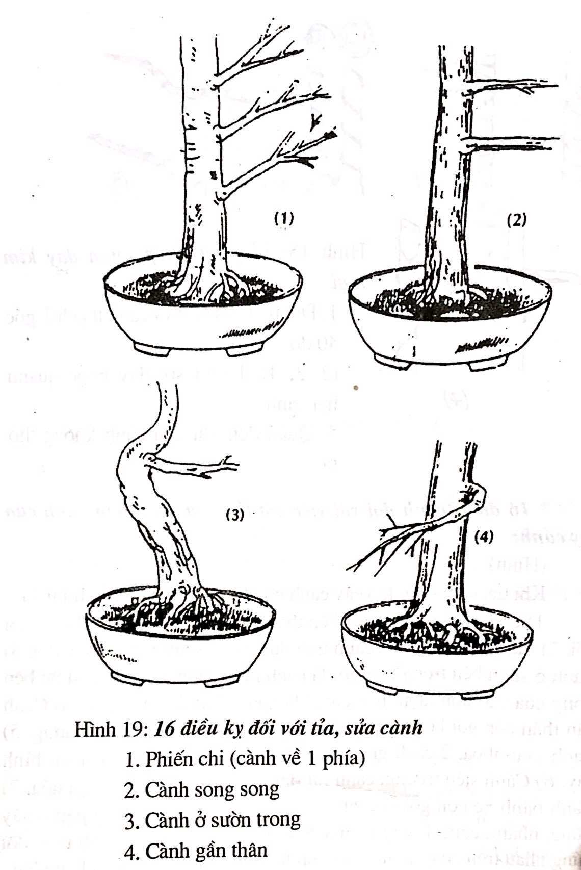 Sáng tác tạo hình bồn cây cảnh bonsai - Trần Hợp