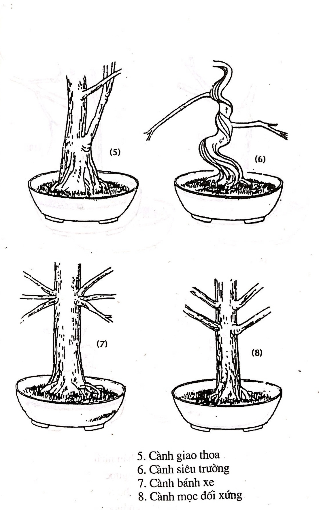 Sáng tác tạo hình bồn cây cảnh bonsai - Trần Hợp