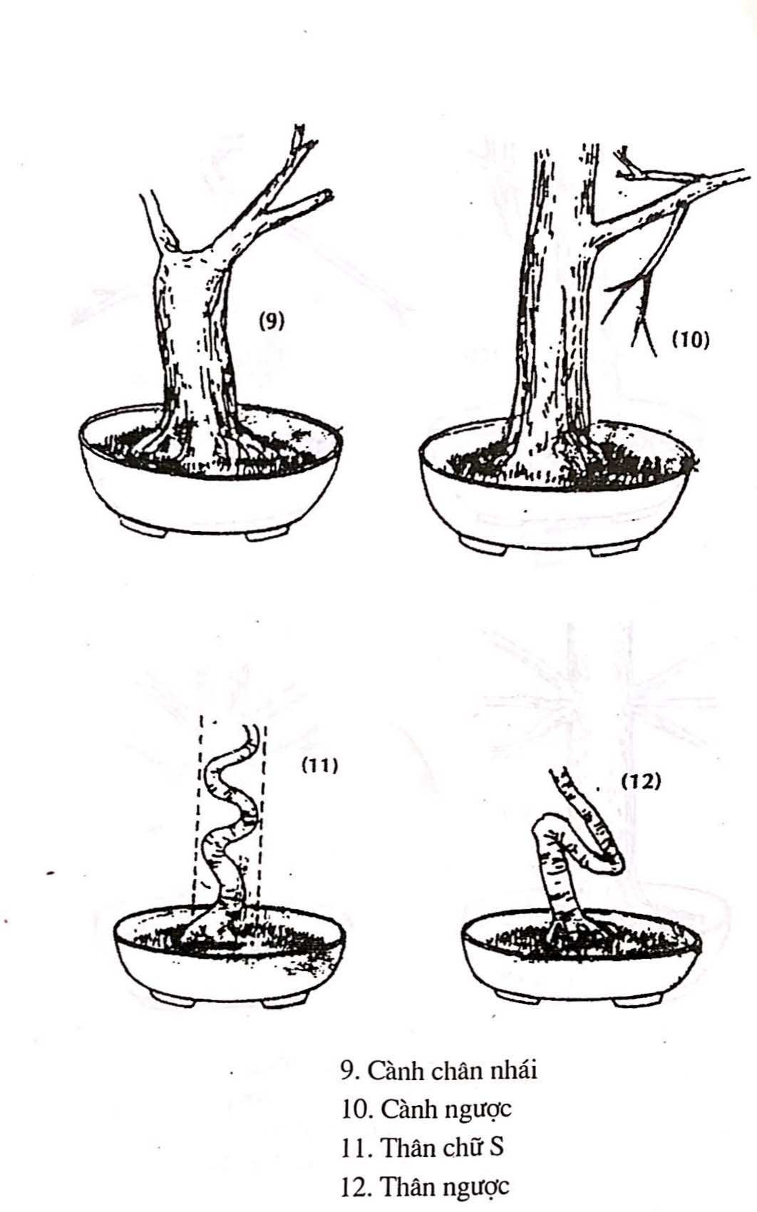 Sáng tác tạo hình bồn cây cảnh bonsai - Trần Hợp