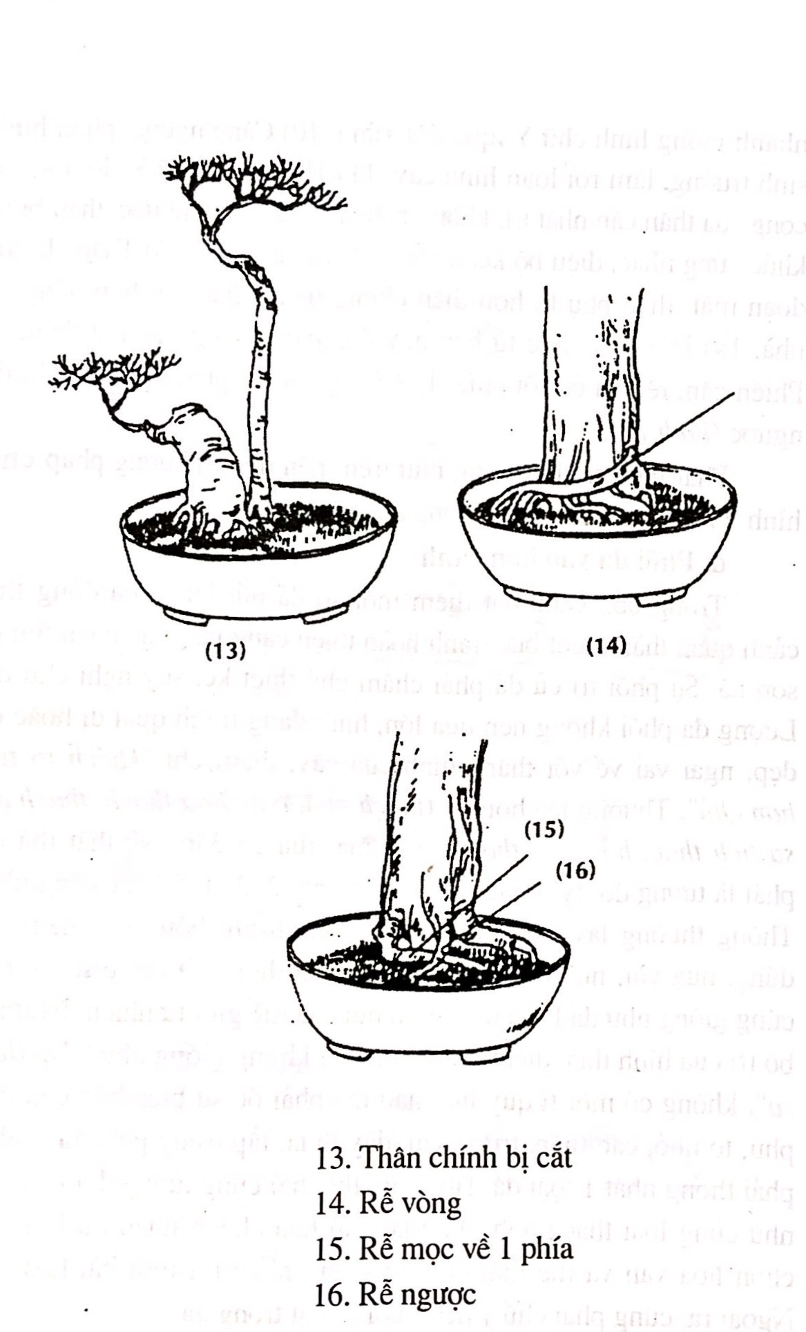 Sáng tác tạo hình bồn cây cảnh bonsai - Trần Hợp