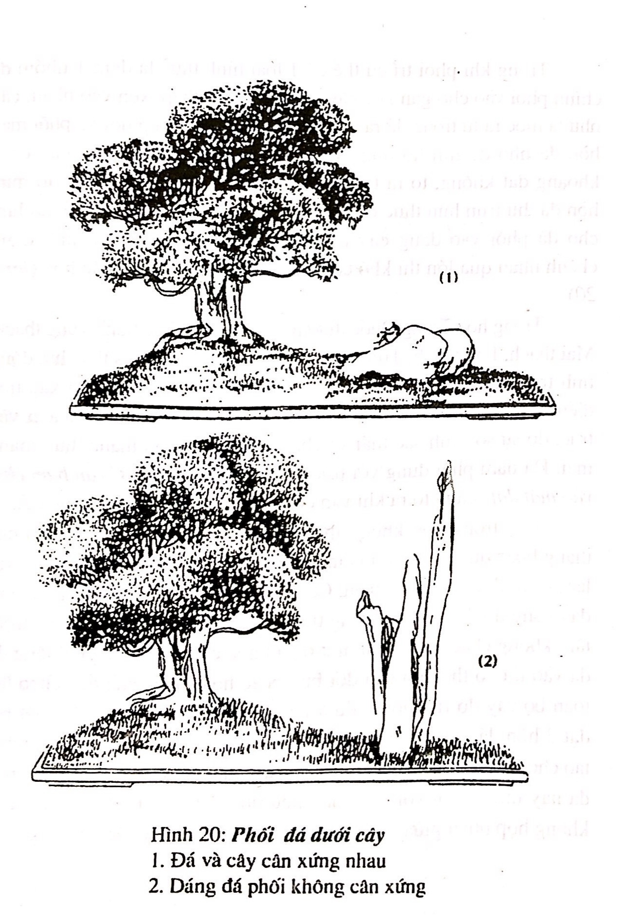 Sáng tác tạo hình bồn cây cảnh bonsai - Trần Hợp