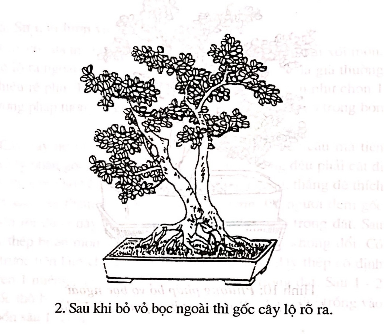 Sáng tác tạo hình bồn cây cảnh bonsai - Trần Hợp