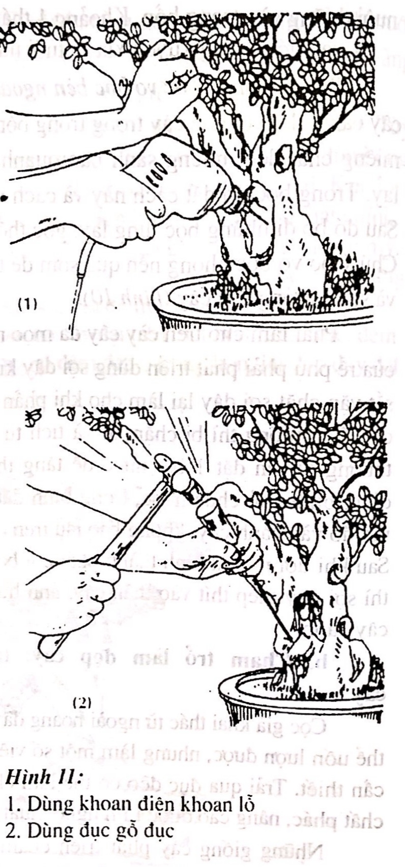 Sáng tác tạo hình bồn cây cảnh bonsai - Trần Hợp