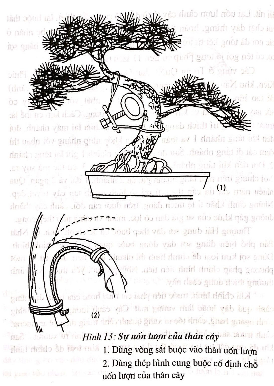 Sáng tác tạo hình bồn cây cảnh bonsai - Trần Hợp