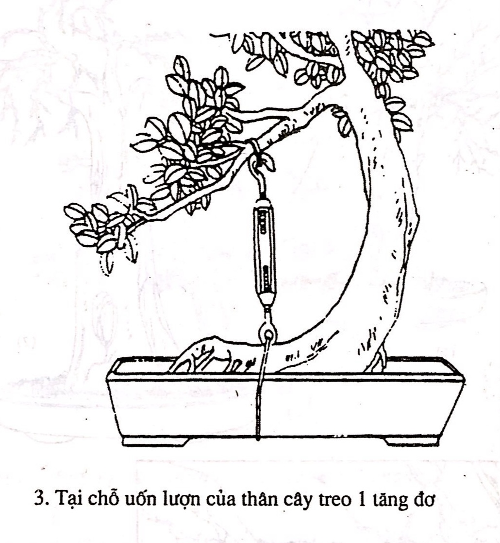 Sáng tác tạo hình bồn cây cảnh bonsai - Trần Hợp