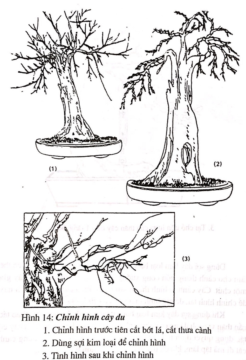 Sáng tác tạo hình bồn cây cảnh bonsai - Trần Hợp