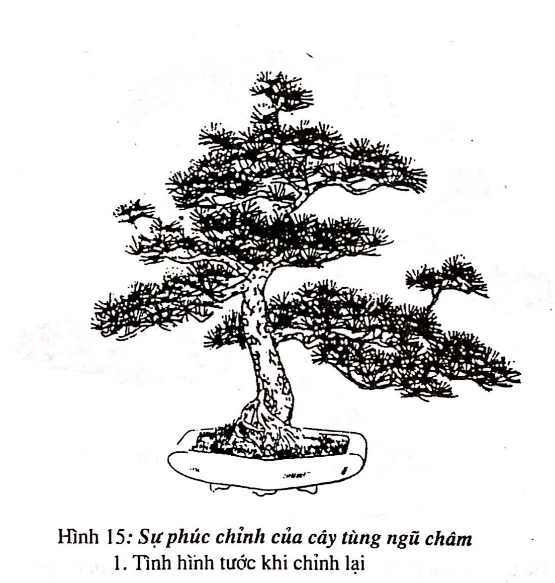 Sáng tác tạo hình bồn cây cảnh bonsai - Trần Hợp