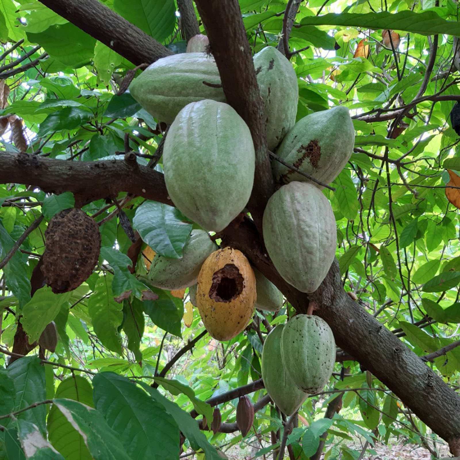 Sâu bệnh trên cây cacao và biện pháp phòng trừ