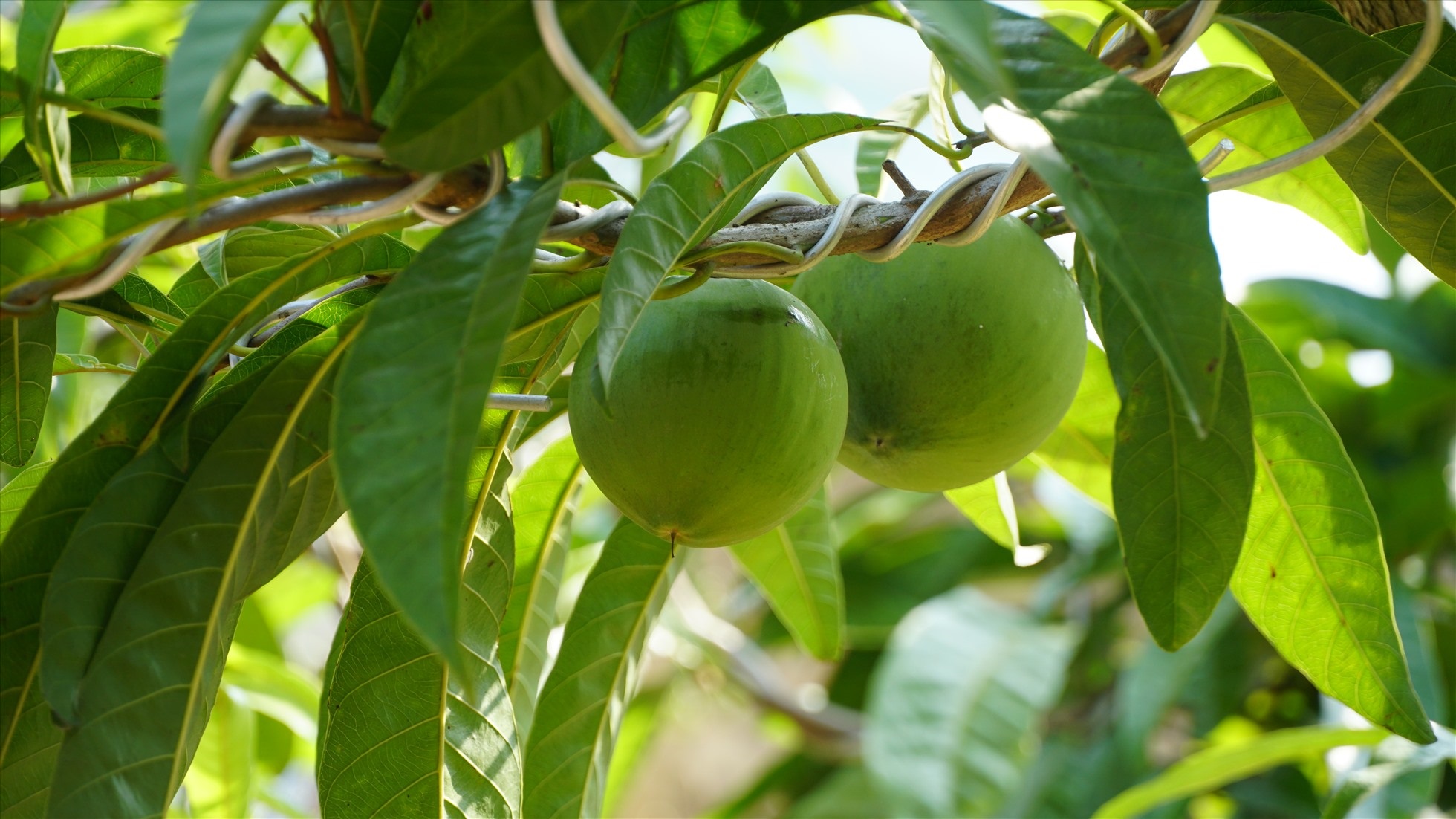 Cây trứng gà