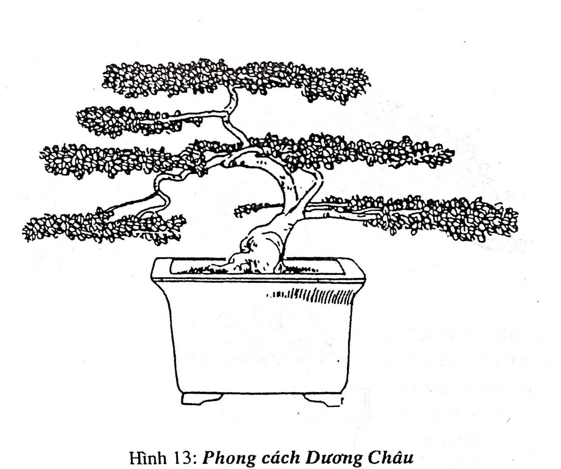 Trường phái và phong cách các địa phương trồng bonsai - Trần Hợp