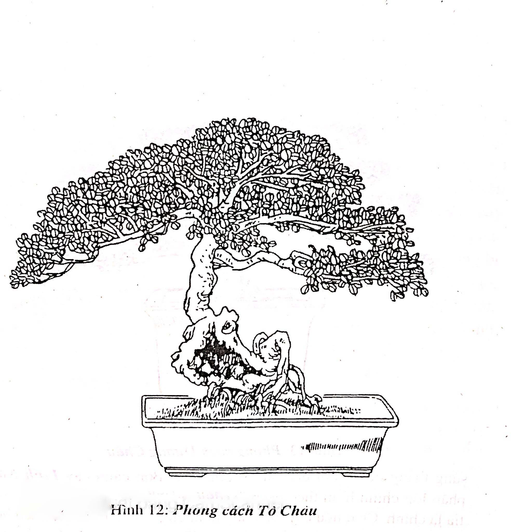 Trường phái và phong cách các địa phương trồng bonsai - Trần Hợp