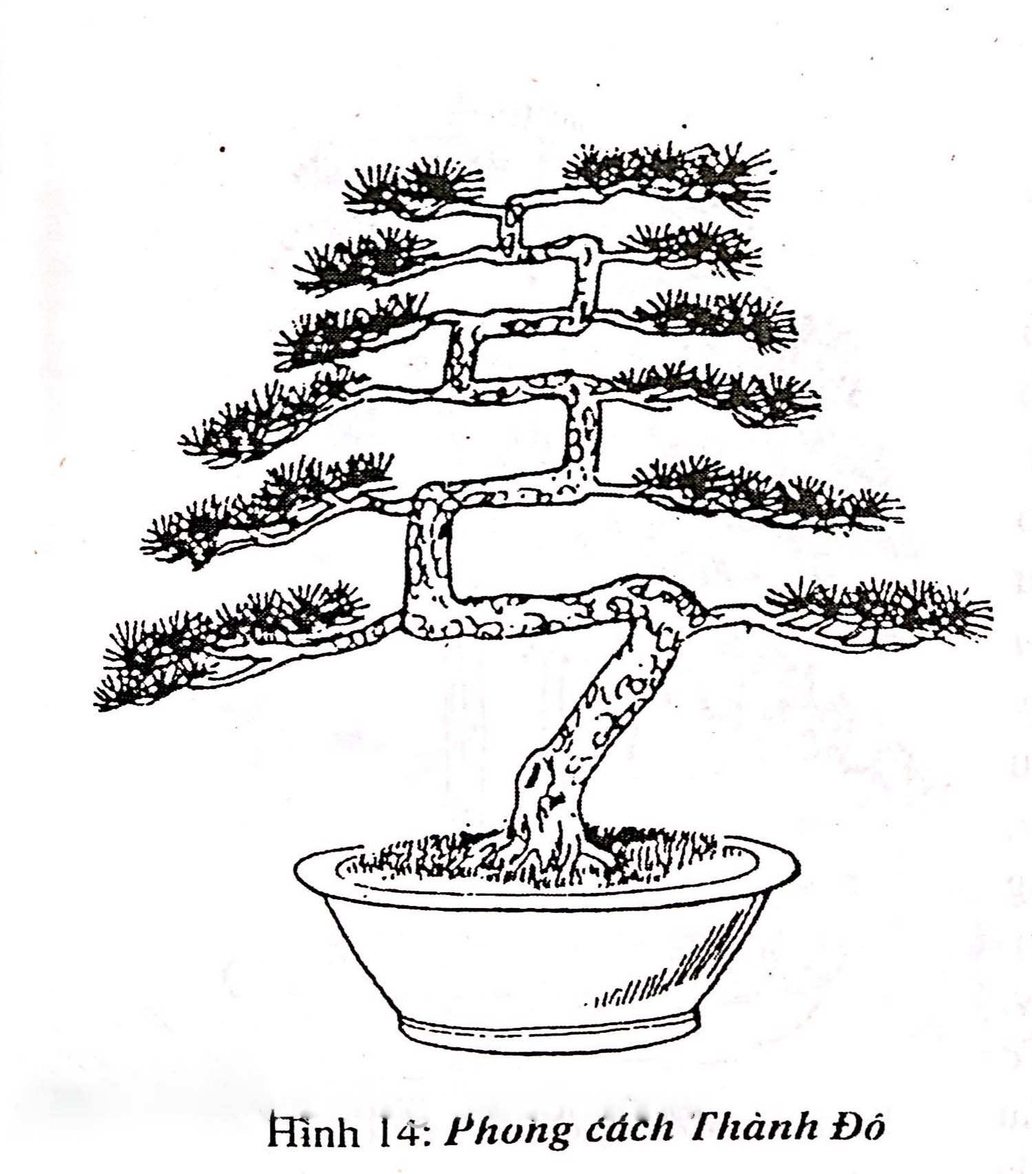 Trường phái và phong cách các địa phương trồng bonsai - Trần Hợp