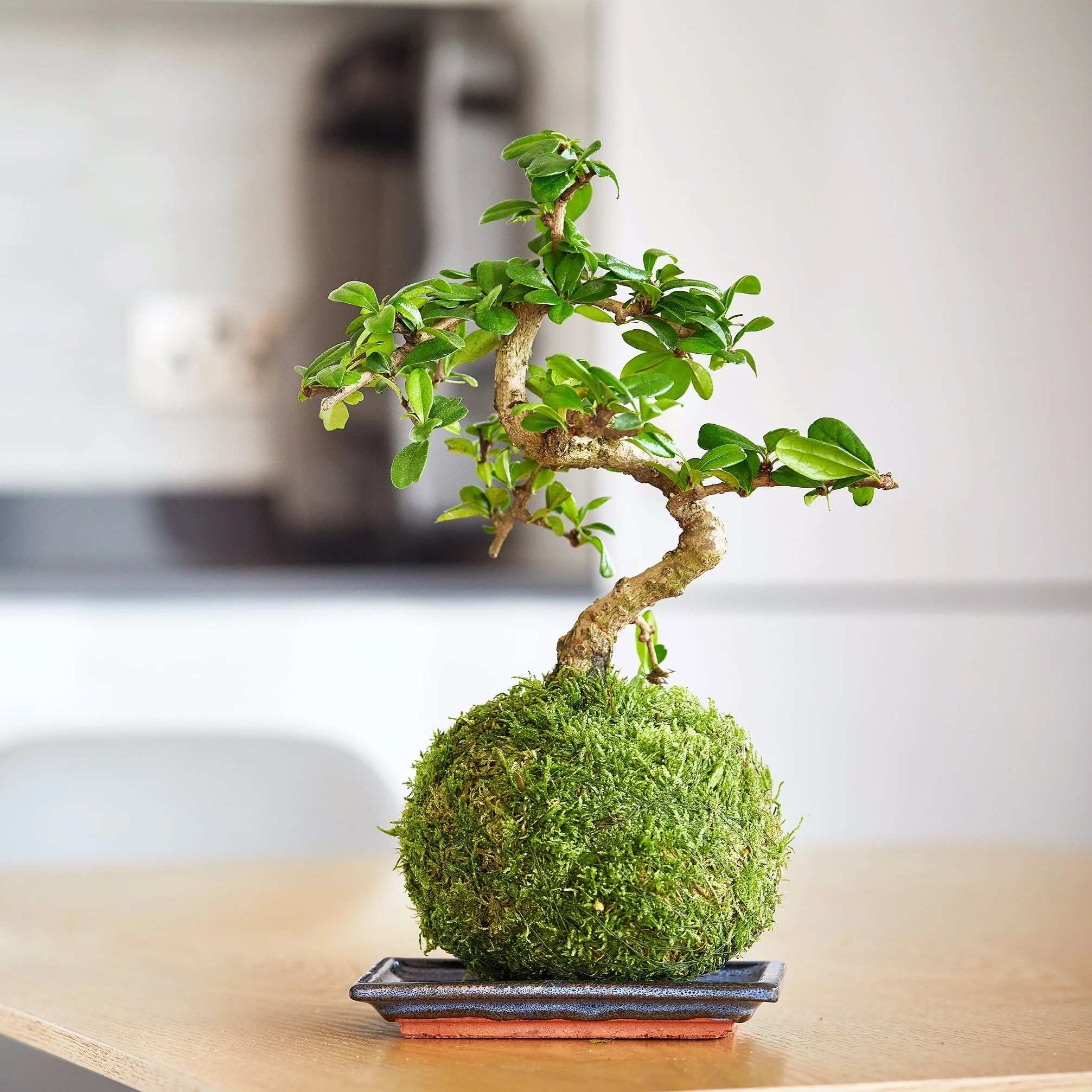 Trường phái và phong cách các địa phương trồng bonsai - Trần Hợp