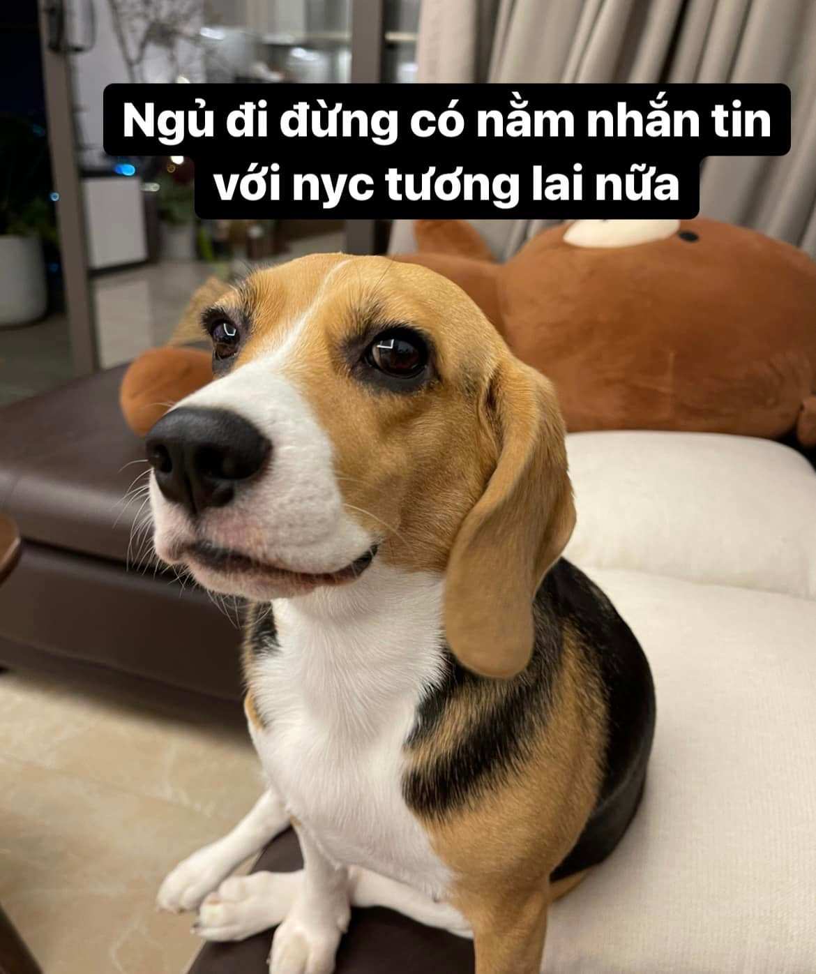 Ninh Tito chia sẻ meme hài hước của chú chó Dưa hấu