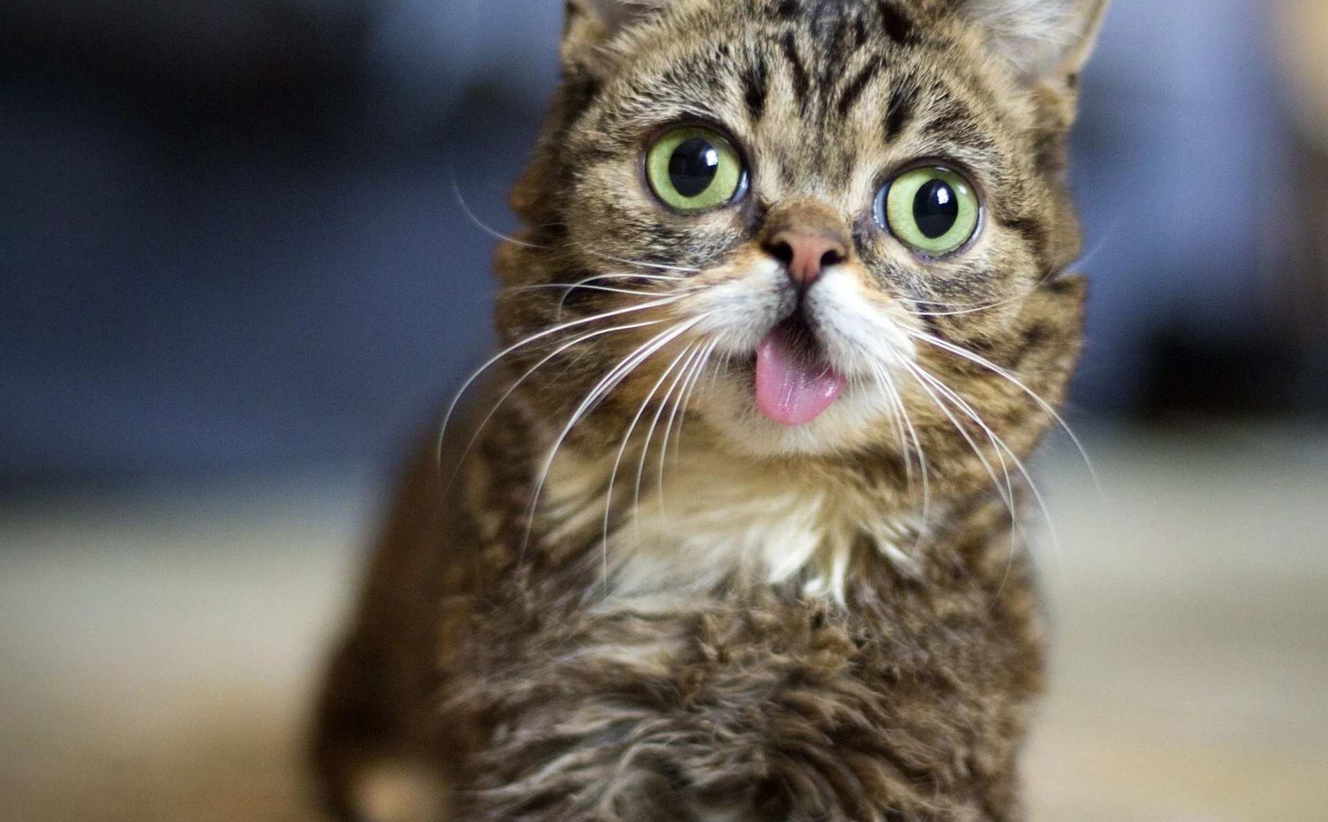 Mèo Lil Bub nhiều dị tật bẩm sinh trở thành nguồn cảm hứng cho hàng triệu người