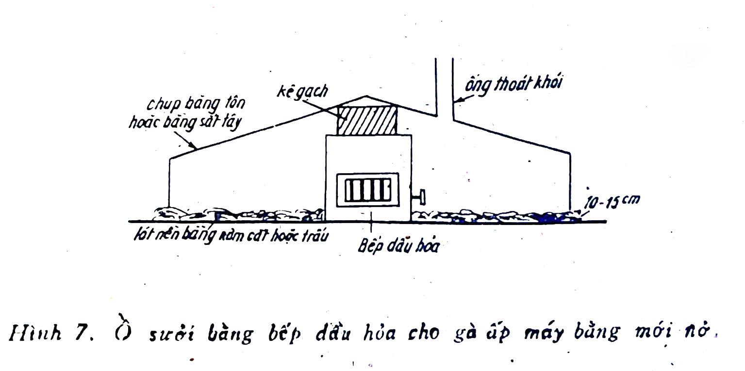 Dụng cụ sưởi ấm gà con