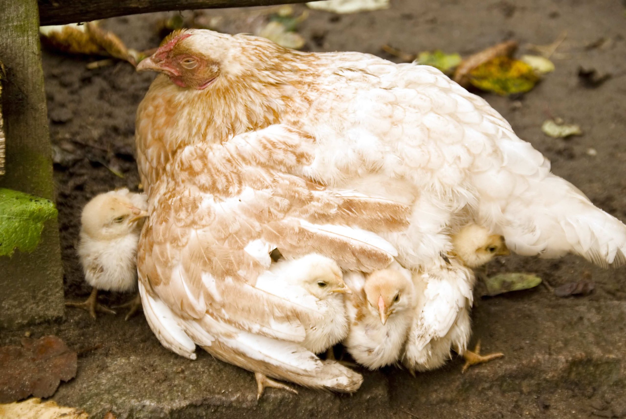 Hướng nuôi gà vừa lấy trứng vừa lấy thịt