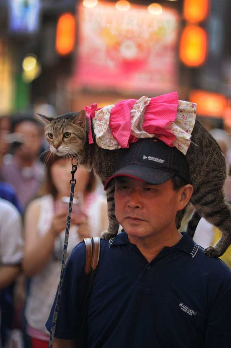 Mèo là loài vật được yêu thích ở Nhật Bản