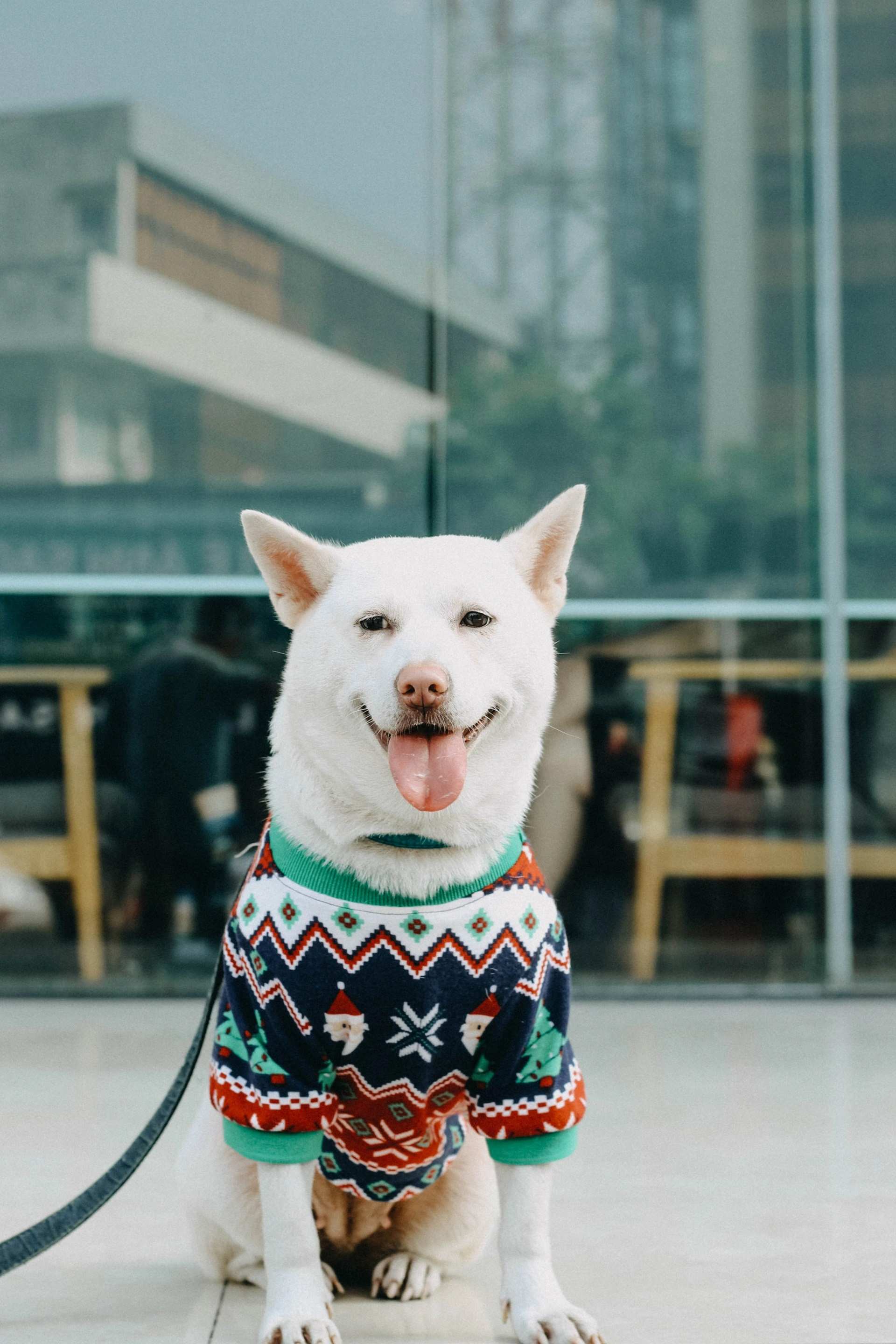 ​Chó Thị Bo với bộ trang phục đáng yêu