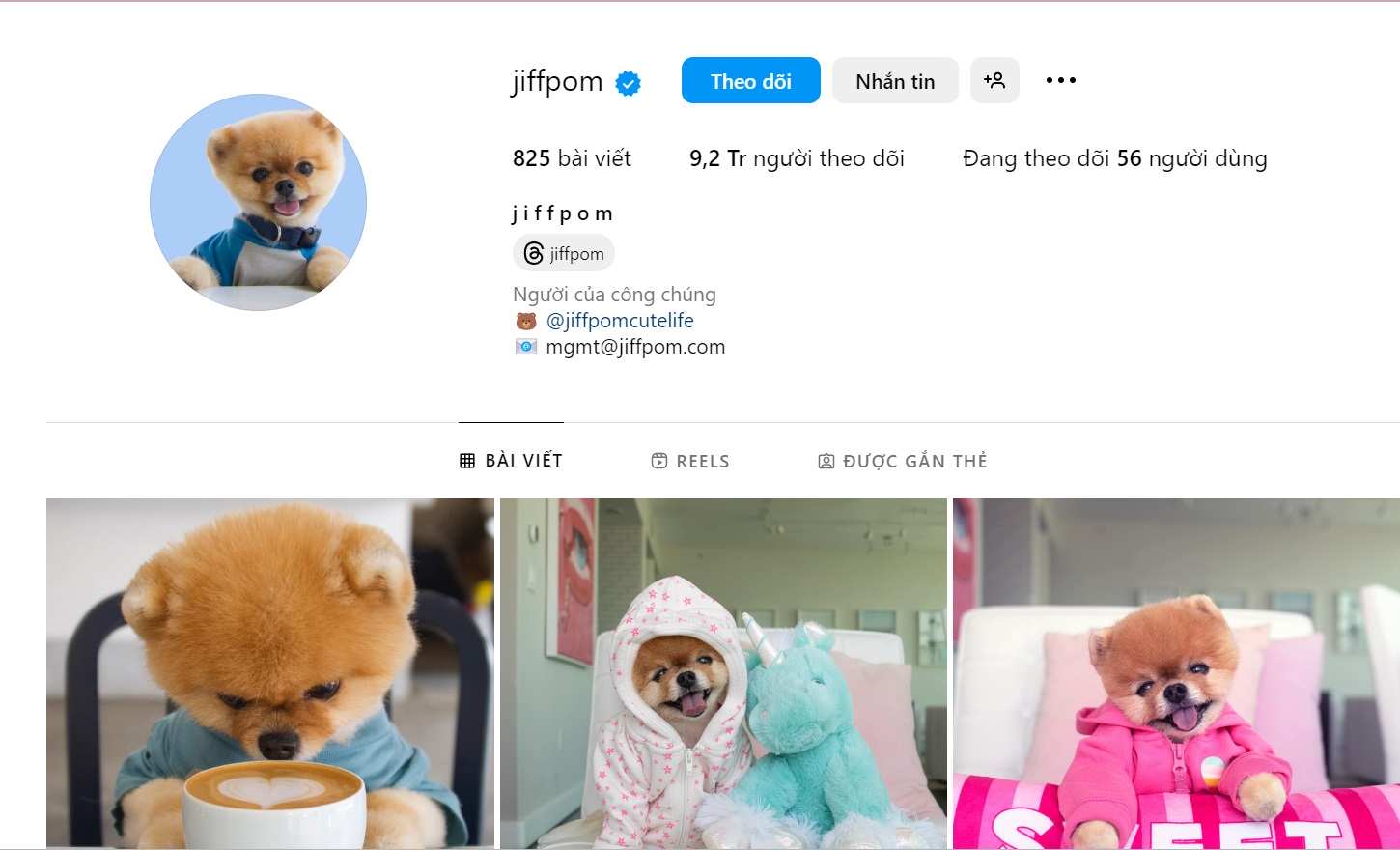 Instagram của chú chó Jiffpom có 9,2 triệu người theo dõi