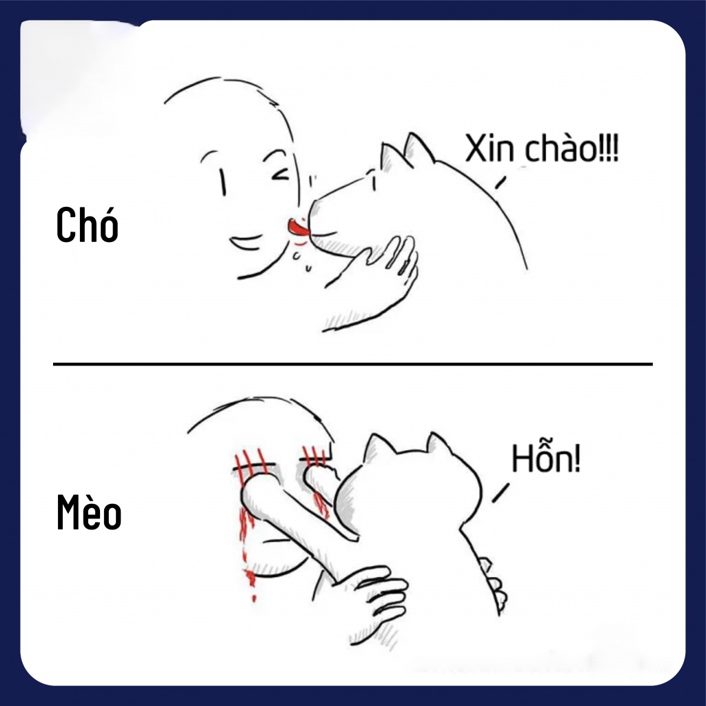 Bạn có thể dễ dàng chiếm được lòng tin của chó nhưng mèo rất kén chọn