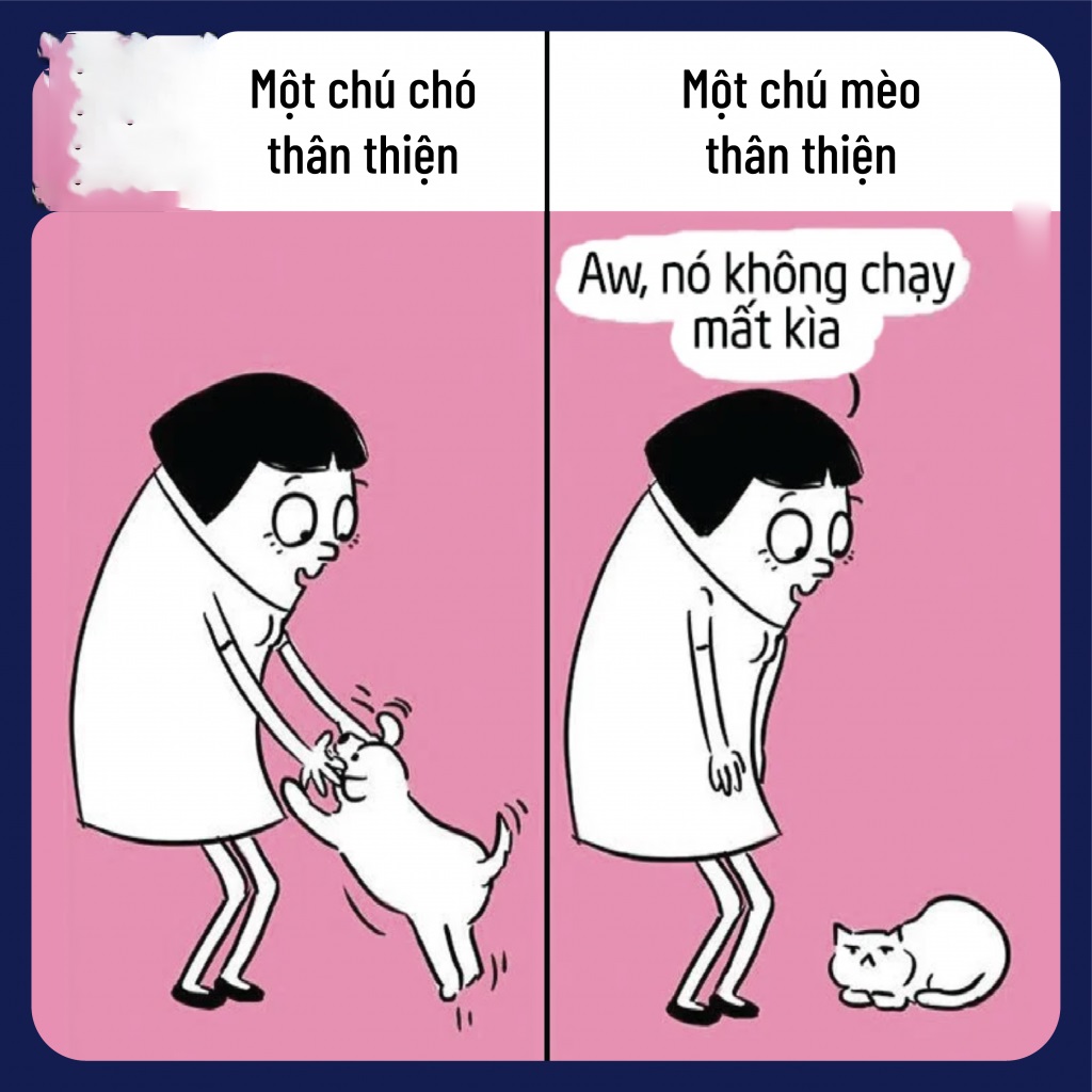 Sự khác biệt của nuôi mèo so với nuôi chó