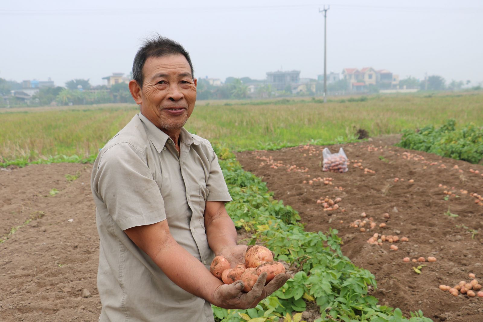Phạm vi sản xuất và tiêu thụ khoai tây ở Việt Nam hiện nay