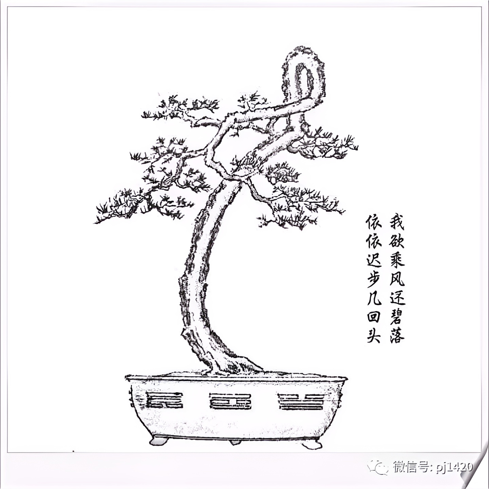 Lịch sử và nguồn gốc của Bonsai