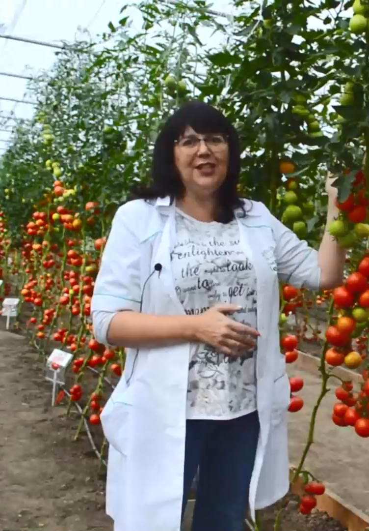 Cần cung cấp chất dinh dưỡng đầy đủ cho cây cà chua trong xuyên suốt quá trình cây phát triển