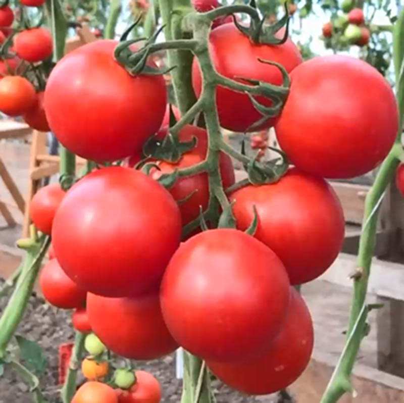 Những quả cà chua bạch tuộc sẽ cứng hơn mà không bị mềm nhũn ra khi chín