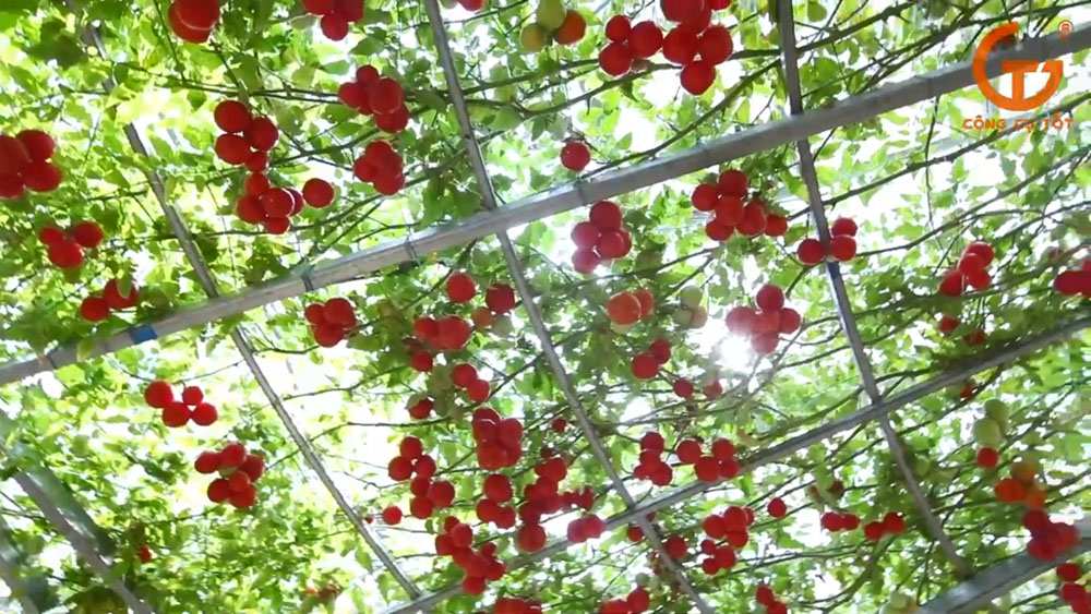 Những cây cà chua bạch tuộc có thể kháng được nhiều loại bệnh