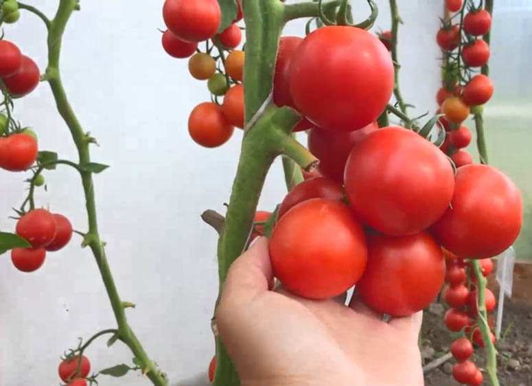 Loại bỏ bớt lá để những quả cà chua có không gian phát triển và chất dinh dưỡng tập trung vào nuôi quả